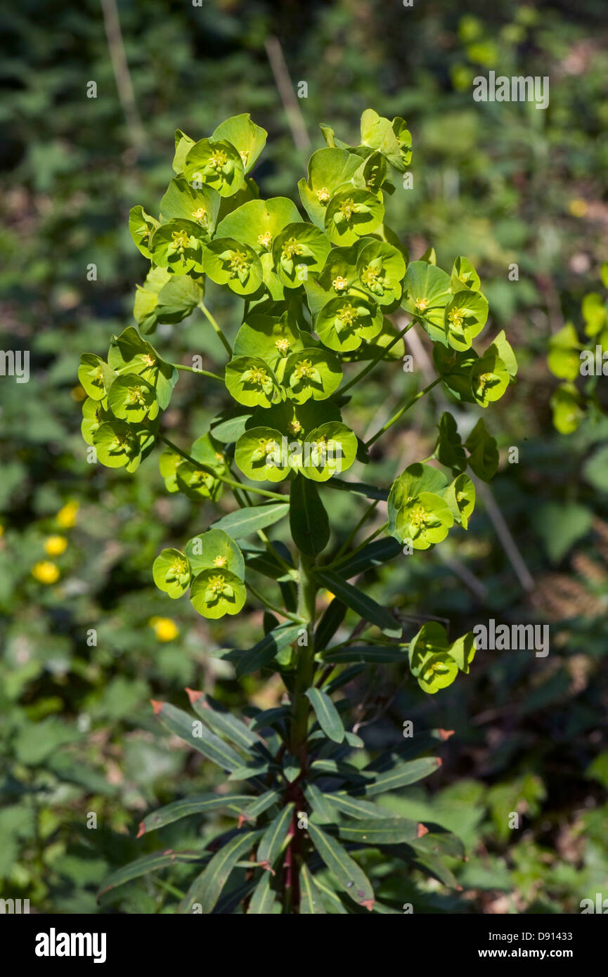 L'euphorbe, Euphorbia amygdaloides bois, fleurs d'acide vert contre les feuilles plus foncées Banque D'Images