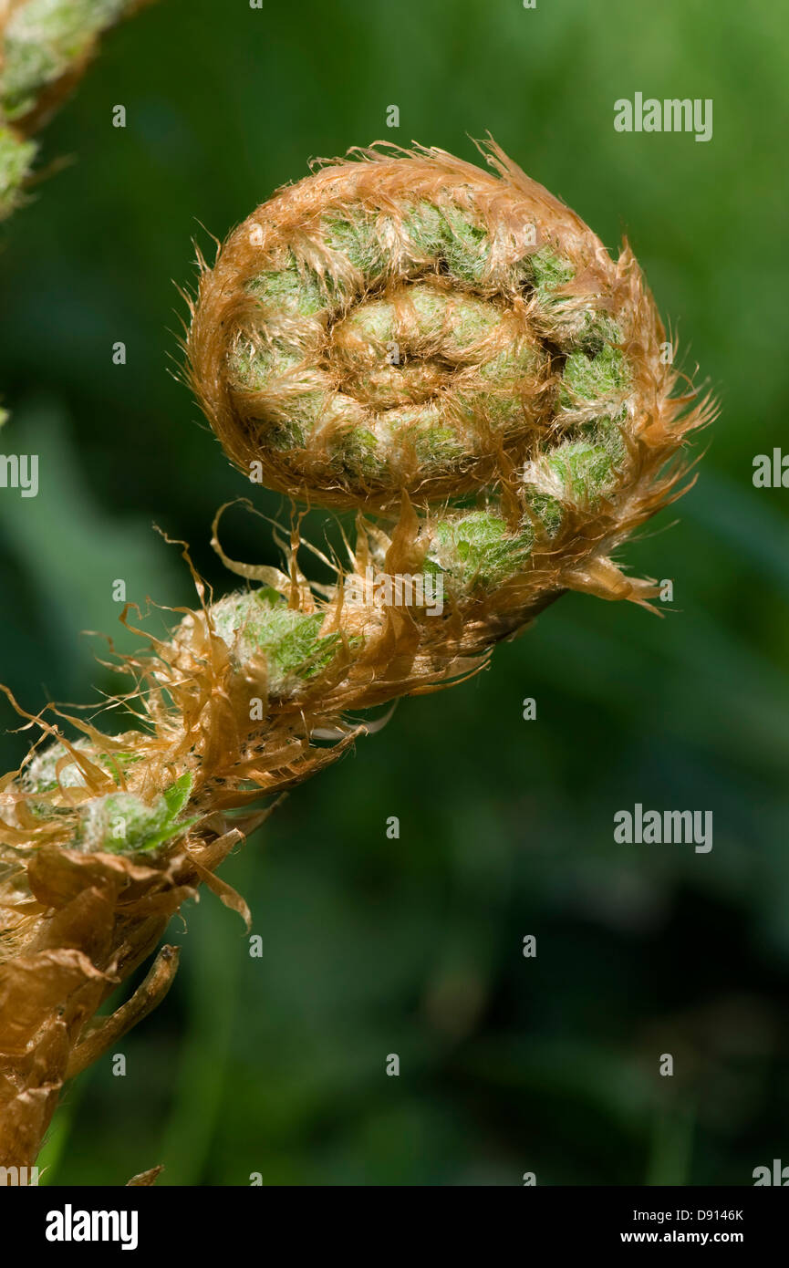 Sur une fronde de fougère mâle plante, Dryopteris filix-mas, déployant au printemps Banque D'Images