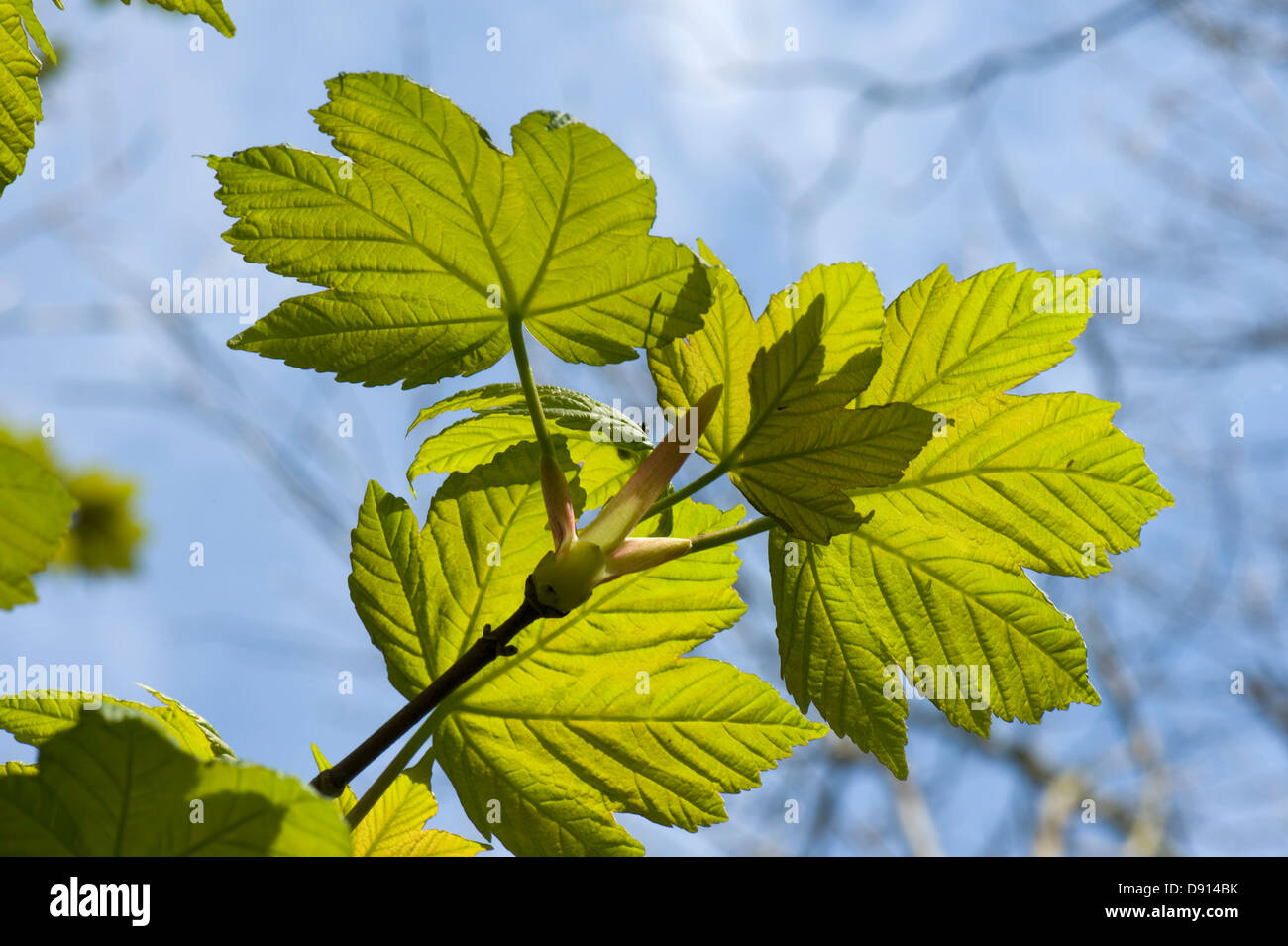 Les jeunes feuilles du printemps par la lumière du soleil en contre-jour sur une petite , sycomore Acer pseudoplatanus, d'un arbrisseau contre les plus gros arbres et un ciel bleu Banque D'Images