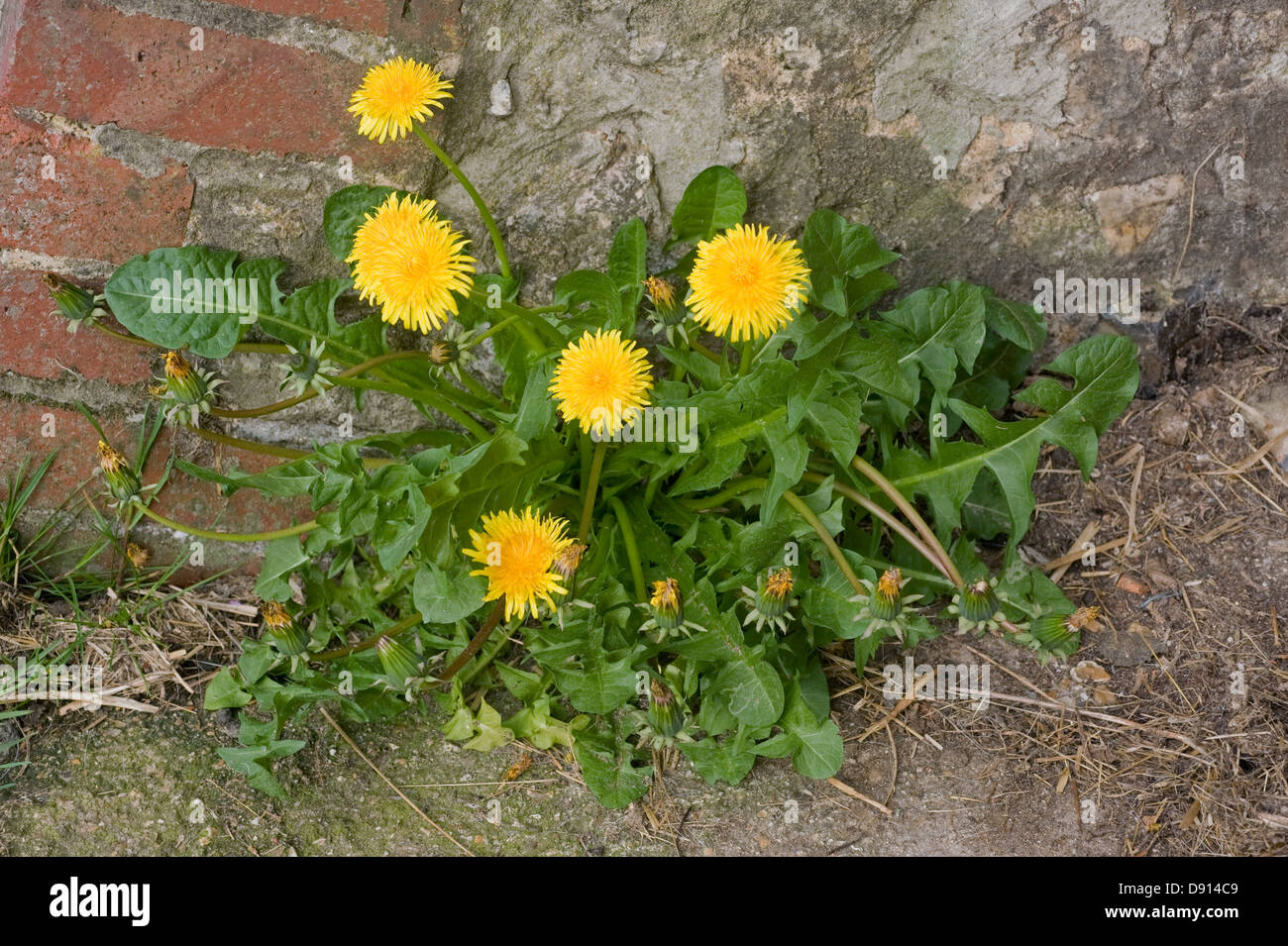 Le pissenlit, Taraxacum officinale, plante à fleurs à la base d'un mur en brique et en pierre Banque D'Images