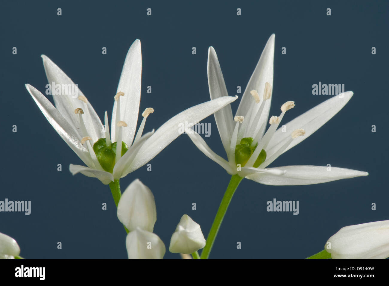 L'ail des ours ou Allium ursinum, ramsons, fleur et fleurs blanches Banque D'Images