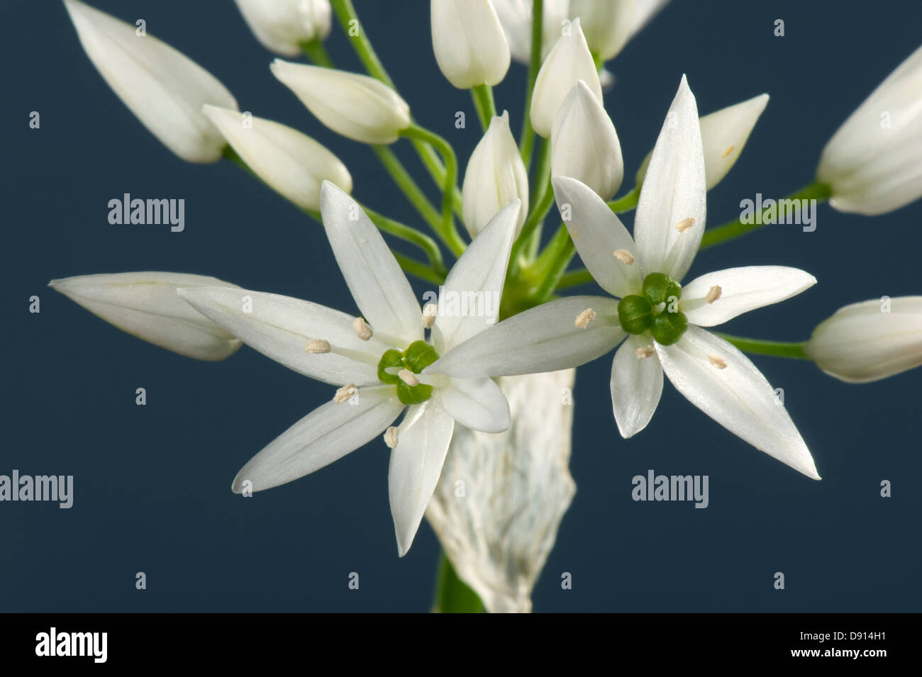 L'ail des ours ou Allium ursinum, ramsons, fleur et fleurs blanches Banque D'Images