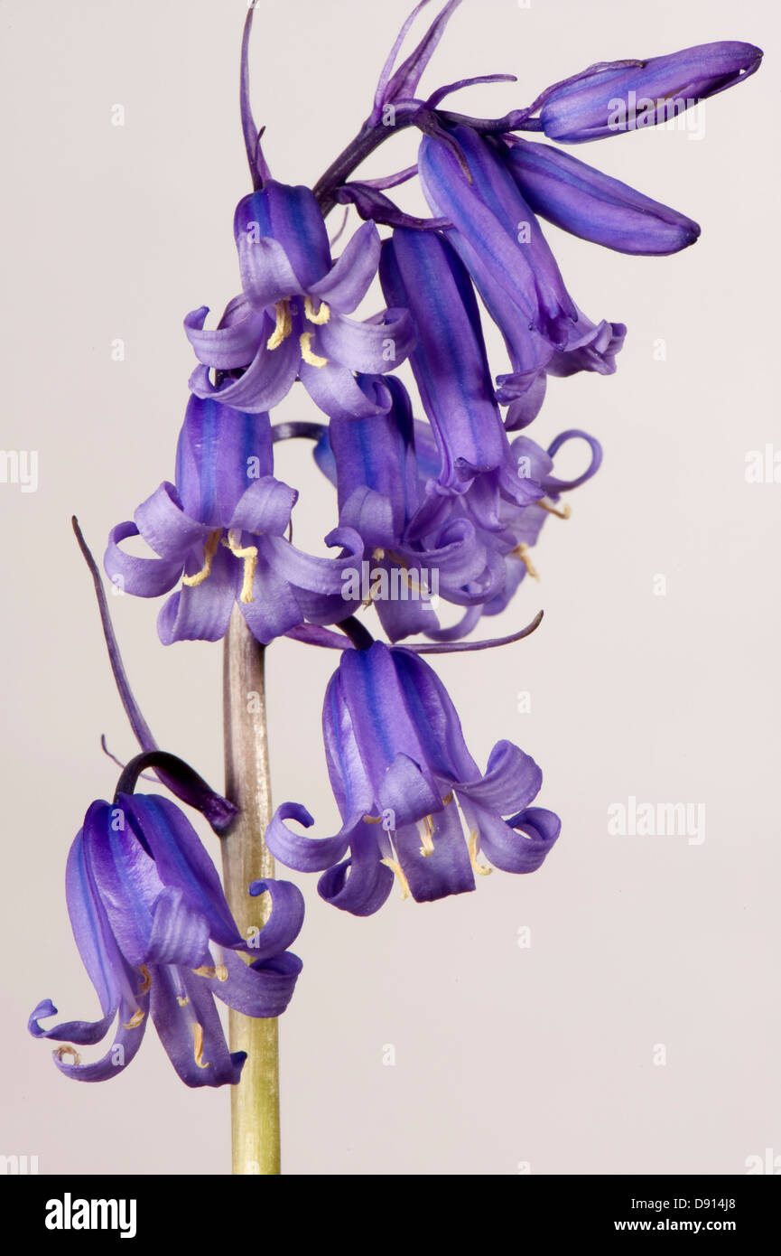 Détail de fleurs et de fleurs jacinthes, Hyacinthoides non-scripta, probablement hybride avec H. Hispanica, Banque D'Images