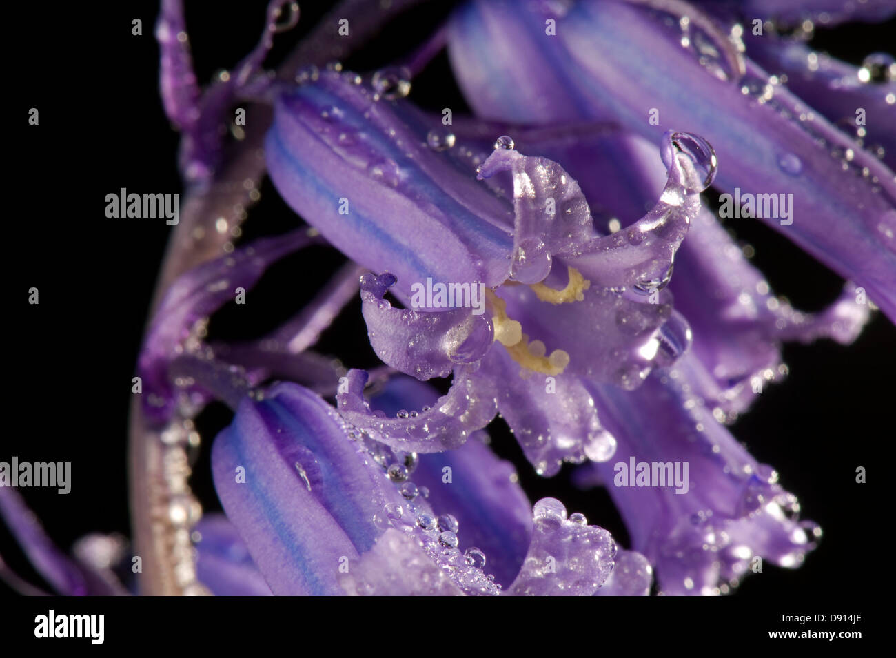 Détail de fleurs et de fleurs jacinthes, Hyacinthoides non-scripta, probablement hybride avec H. Hispanica, Banque D'Images