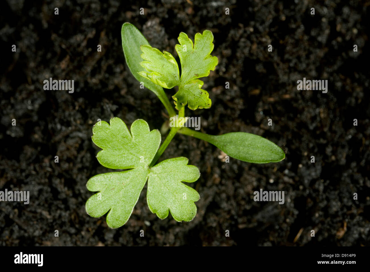 Fool's Seedling, persil Aethusa cynapium, les cotylédons et les premières vraies feuilles de terres arables et de lutte contre les mauvaises herbes annuelles jardin Banque D'Images