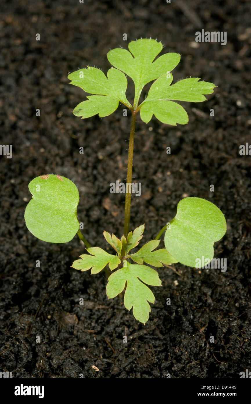 Un semis de plantes herb robert, géranium robertianum, une plante annuelle de la masse des déchets avec les cotylédons et les premières vraies feuilles Banque D'Images