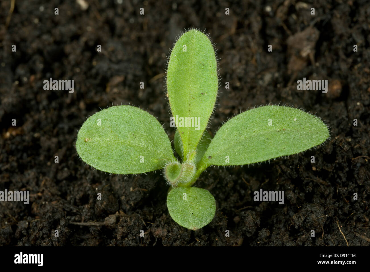 Un semis de forget-me-not, Myosotis, arvensis, un rapport annuel et arables mauvaises herbes du jardin Banque D'Images