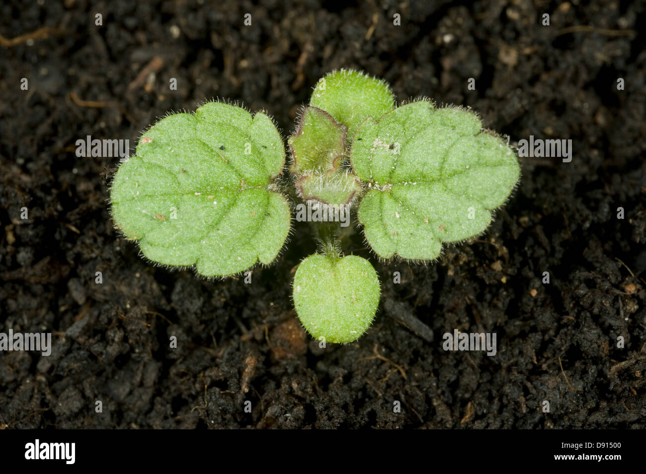 Hedge woundwort, Stachys sylvatica, plantule avec deux vraies feuilles et les cotylédons Banque D'Images