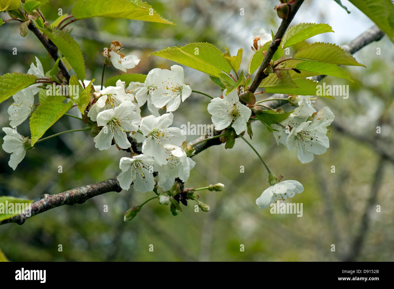 Fleur de cerisier au printemps avec les jeunes feuilles contre un ciel bleu clair Banque D'Images Fleur de cerisier au printemps avec les jeunes feuilles contre un ciel bleu clair Banque D'Images