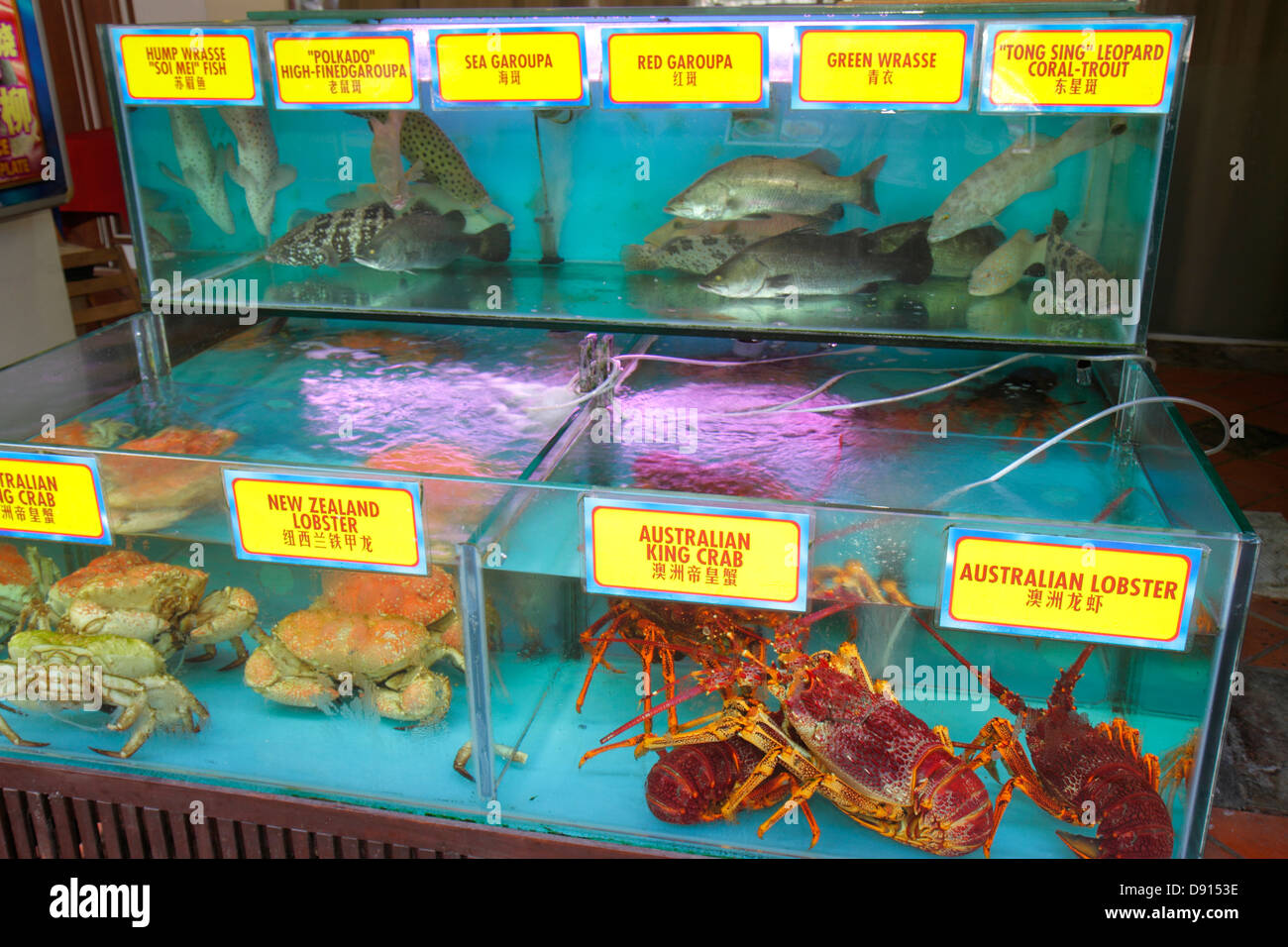 Singapore Singapore River, Boat Quay, restaurant restaurants cuisine café cafés, hanzi, personnages, chinois, fruits de mer vivants, tank, homard, crabe, poisson, Sing130 Banque D'Images