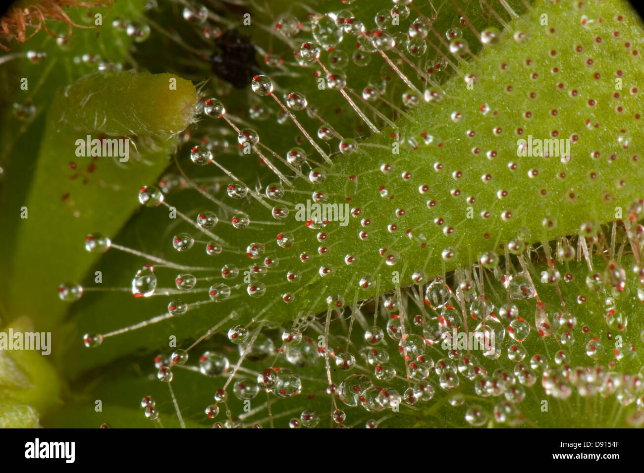 Les feuilles et les insectivores de poils des feuilles collantes, droséra Drosera aliciae un, Banque D'Images Les feuilles et les insectivores de poils des feuilles collantes, droséra Drosera aliciae un, Banque D'Images