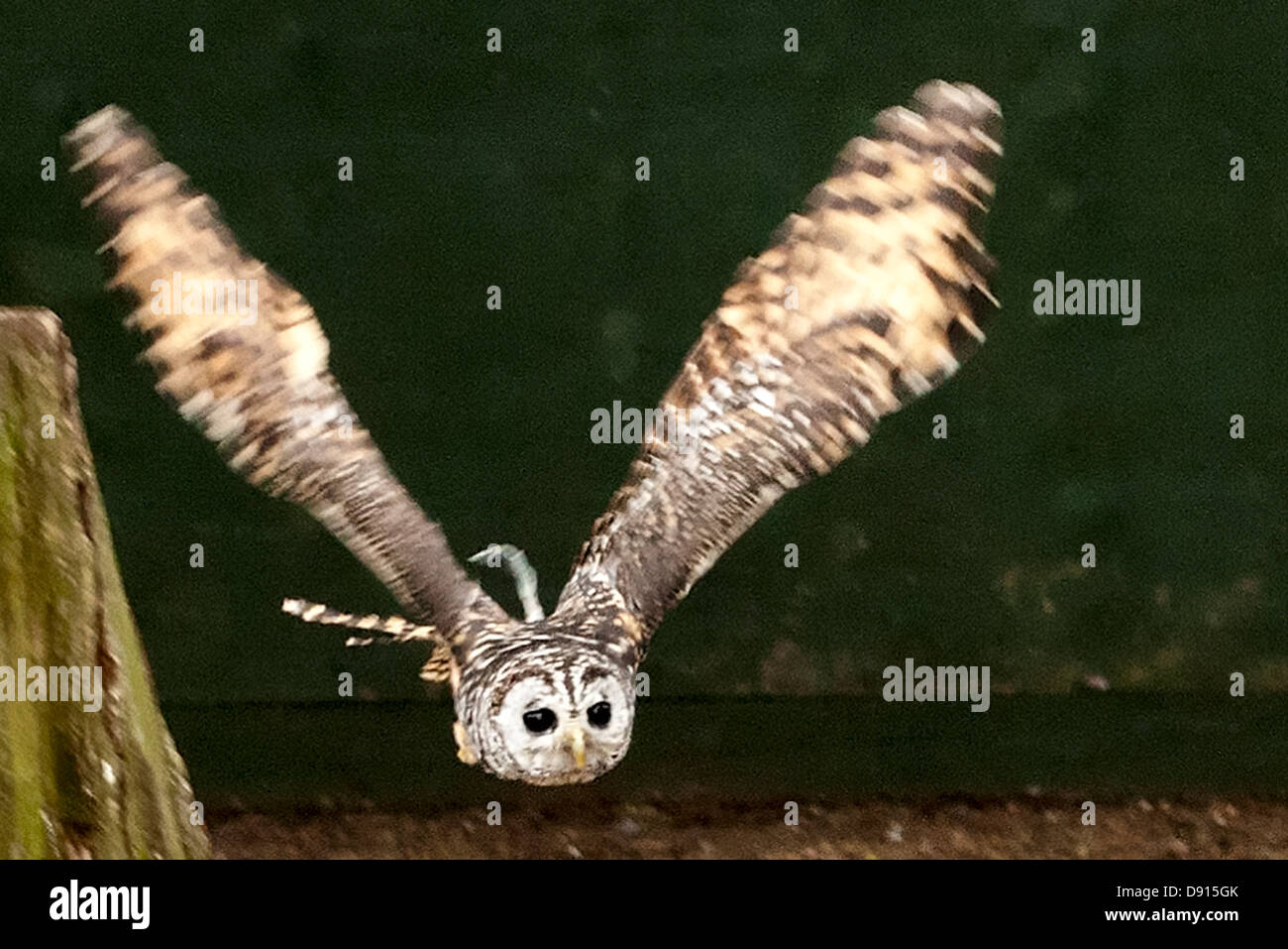 Chaco chouette, Strix chacoensis, en vol, Bird conservation Farm, Royaume-Uni Banque D'Images