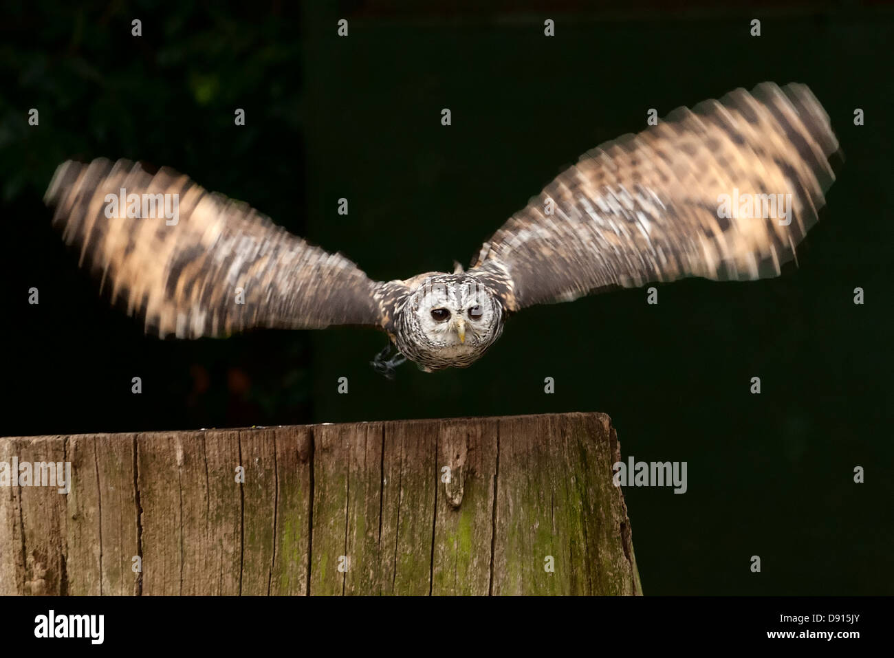 Chaco chouette, Strix chacoensis, en vol, Bird conservation Farm, Royaume-Uni Banque D'Images