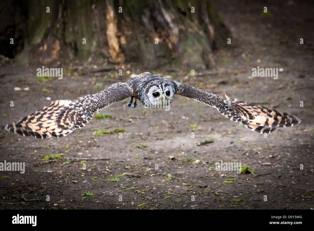 Chaco chouette, Strix chacoensis, en vol, Bird conservation Farm, Royaume-Uni Banque D'Images