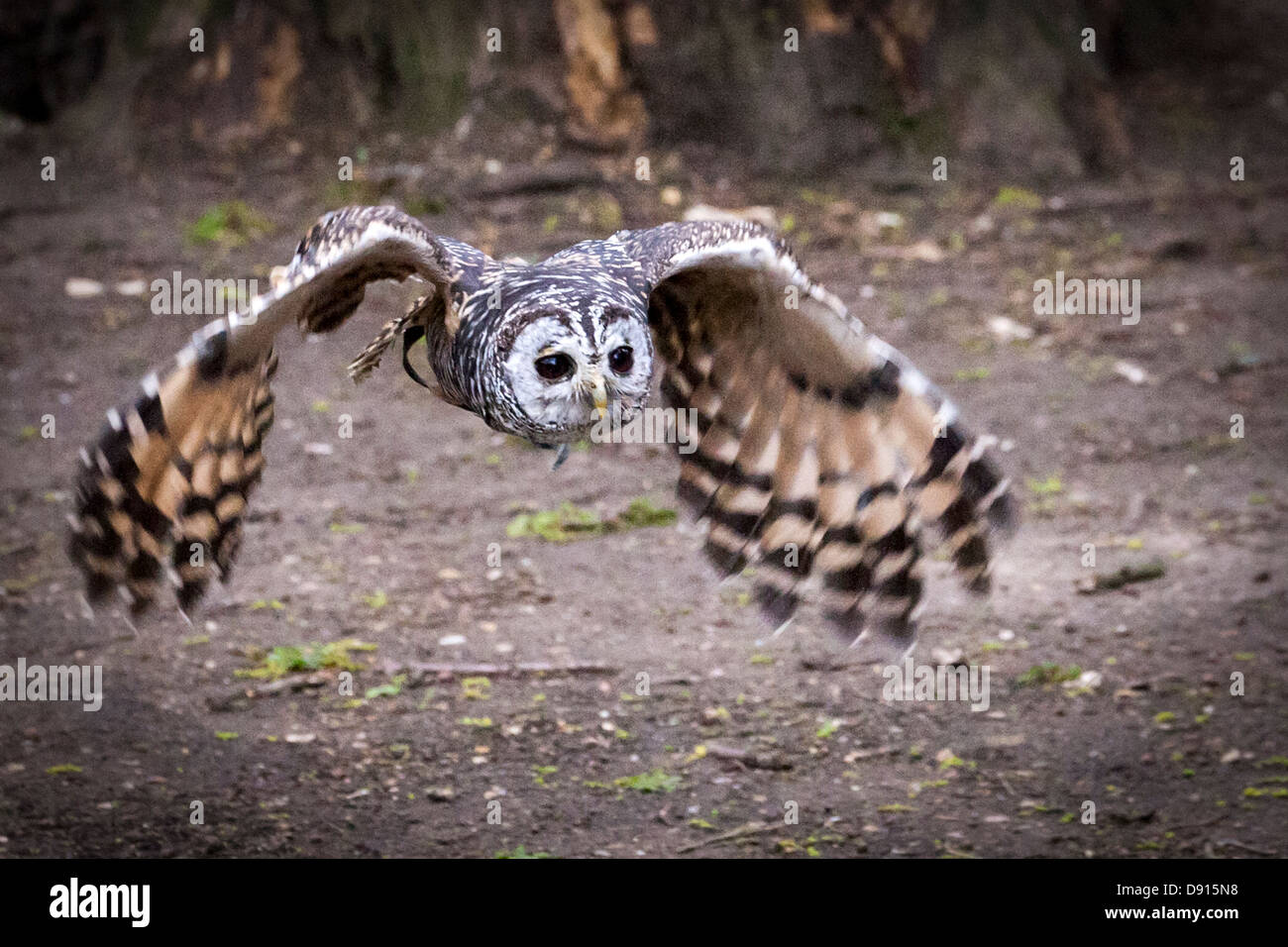 Chaco chouette, Strix chacoensis, en vol, Bird conservation Farm, Royaume-Uni Banque D'Images
