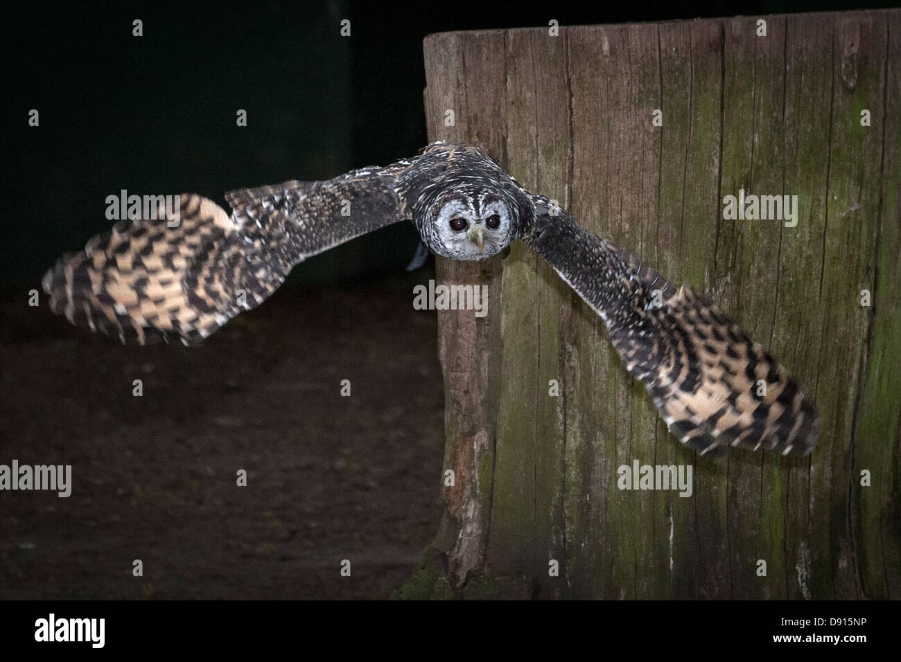 Chaco chouette, Strix chacoensis, en vol, Bird conservation Farm, Royaume-Uni Banque D'Images