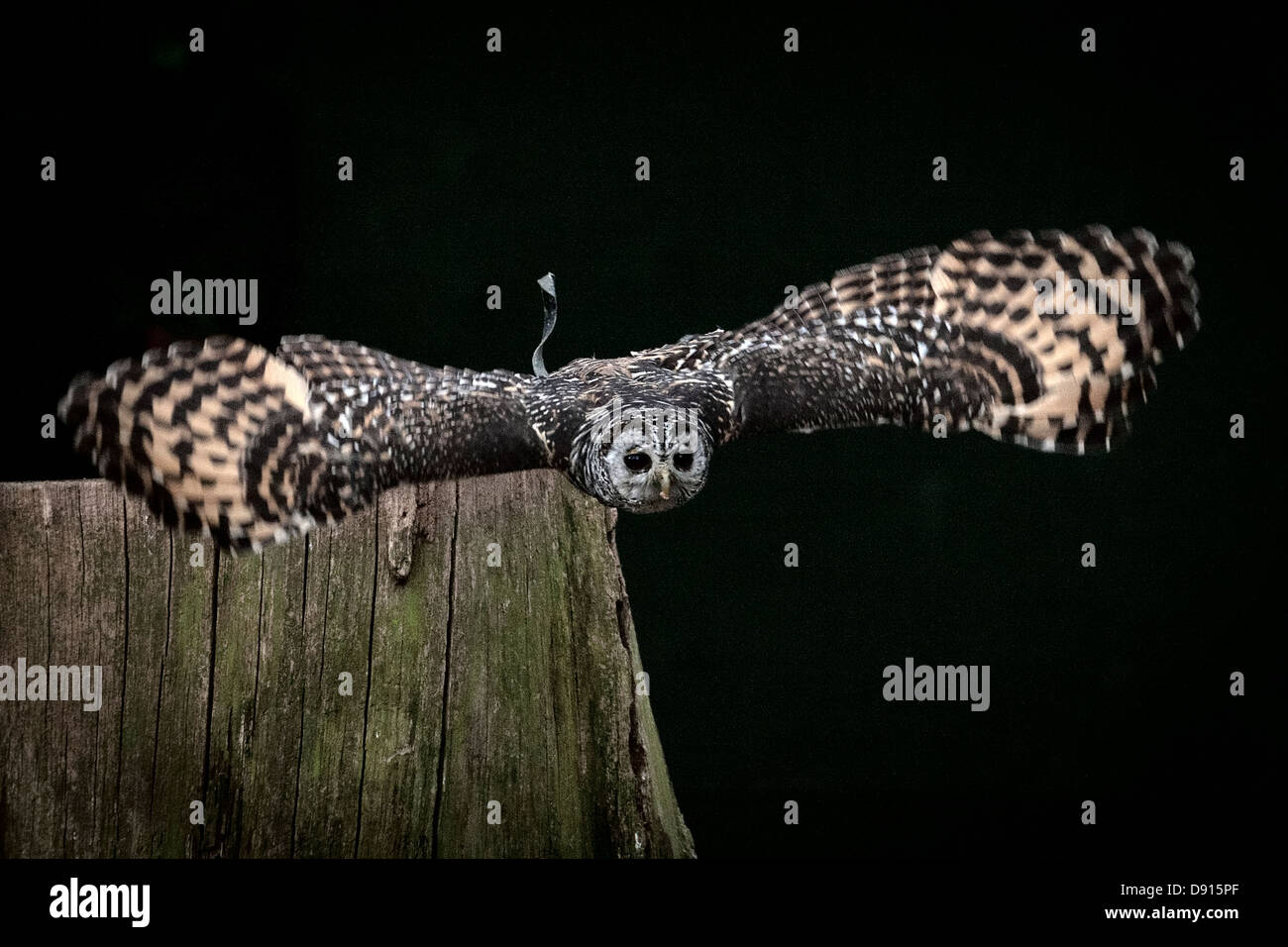 Chaco chouette, Strix chacoensis, en vol, Bird conservation Farm, Royaume-Uni Banque D'Images