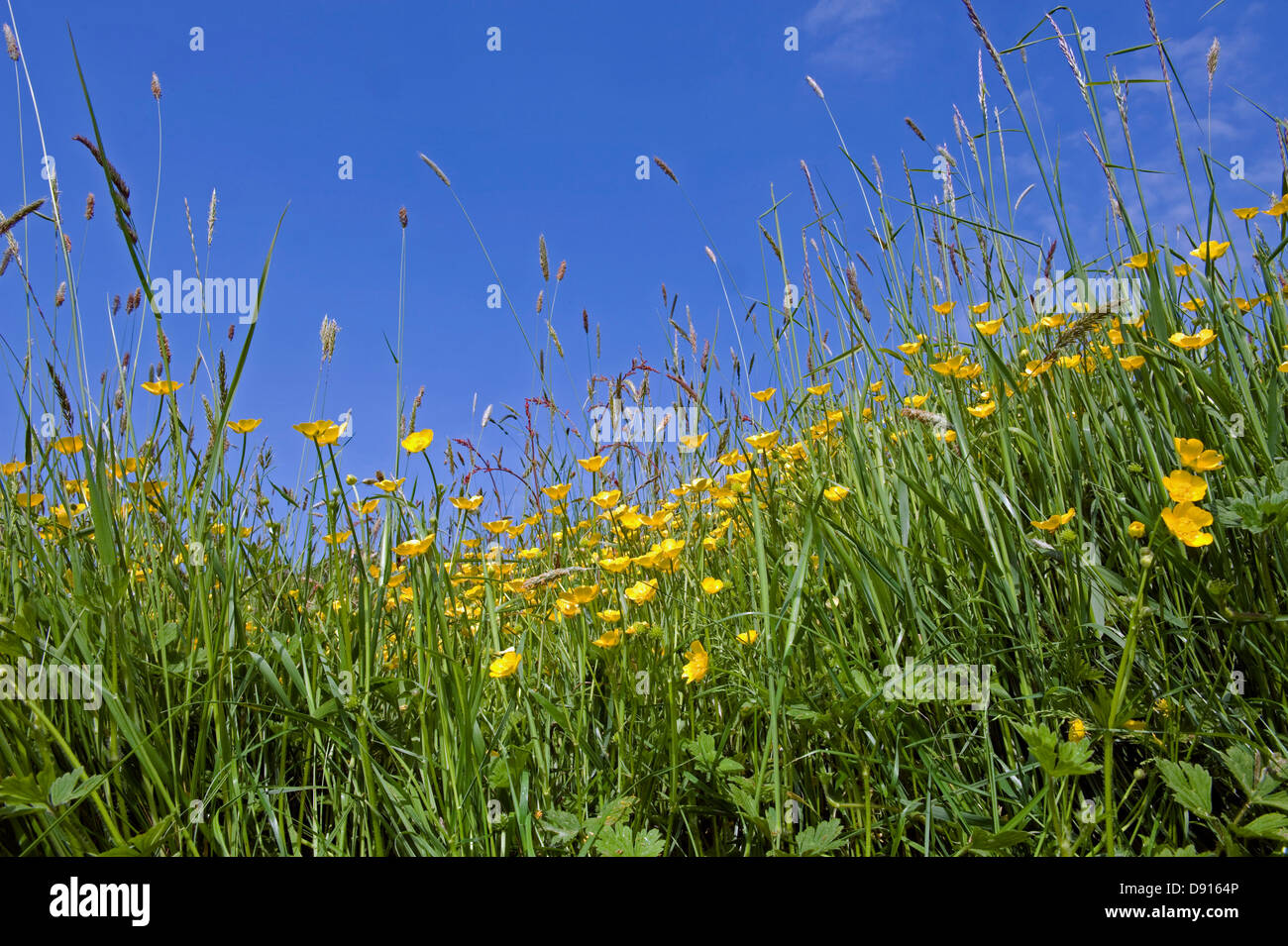 Un pré Devon avec des butterCUPS jaunes et de l'herbe de poux à fleurs au début de l'été Banque D'Images