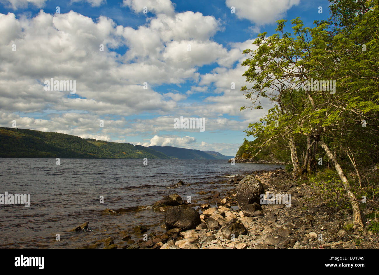 Le Loch Ness et le rivage au printemps AVEC DE PETITS FRÊNES Banque D'Images