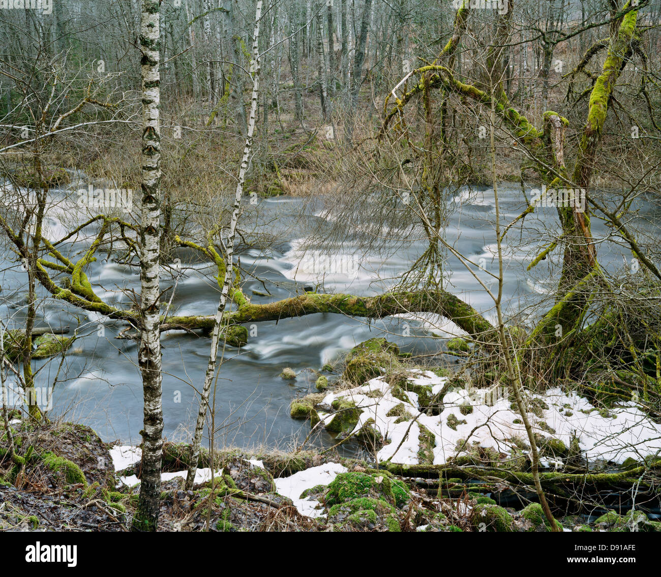 Arbres par une petite rivière, la Suède. Banque D'Images