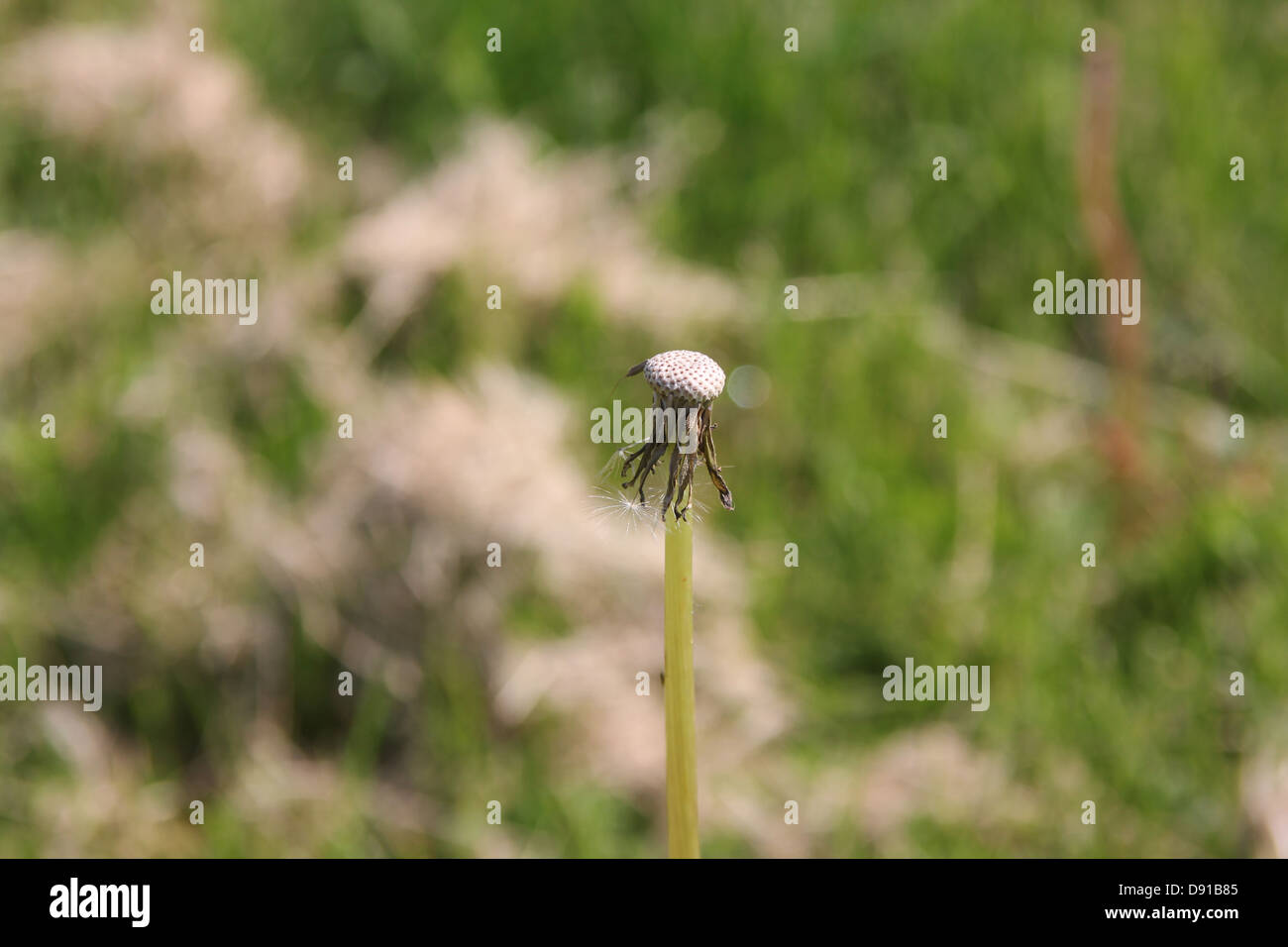 Tige de pissenlit et de semences Les semences sans tête Banque D'Images