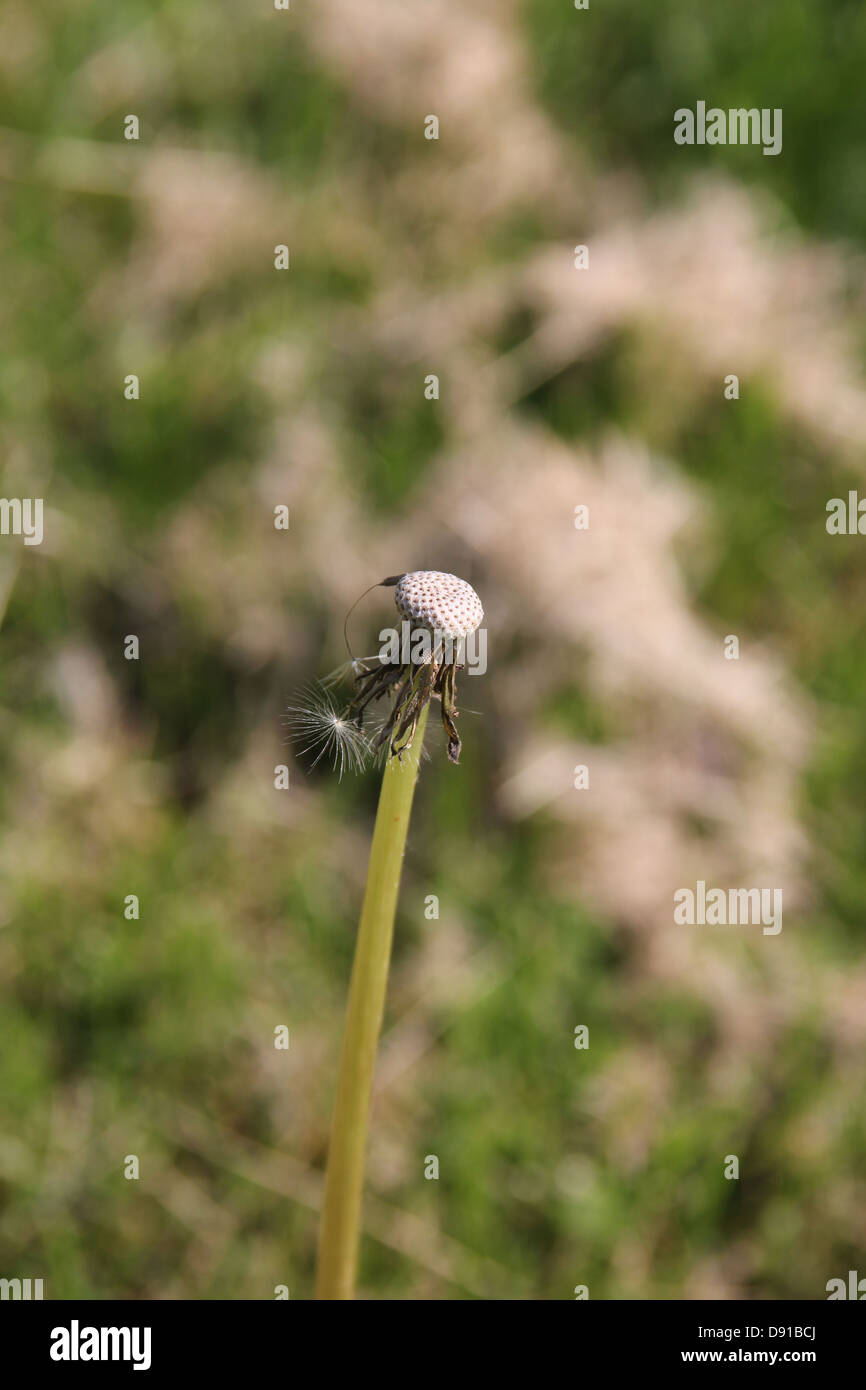 Tige de pissenlit et de semences Les semences sans tête Banque D'Images
