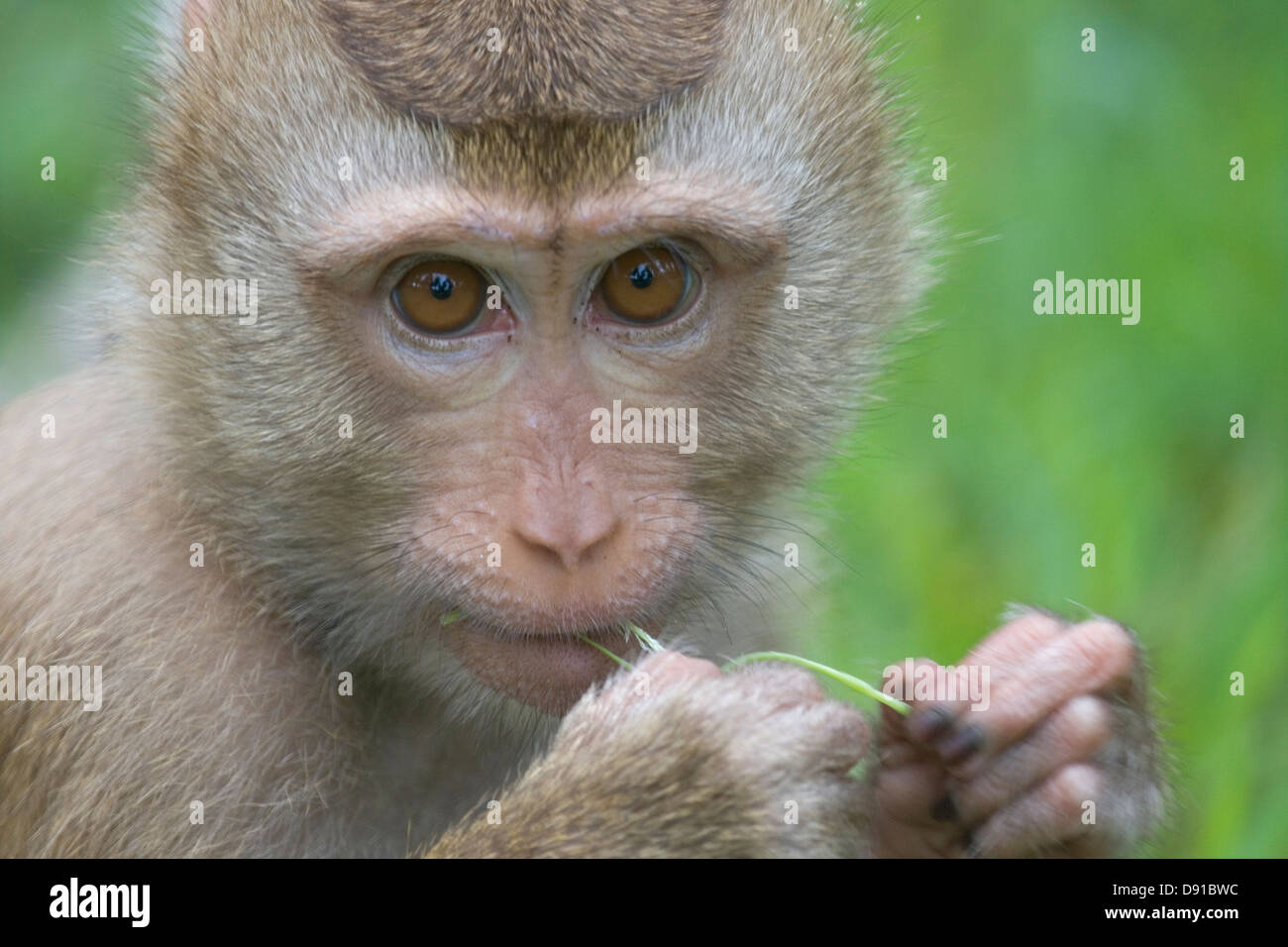 Singe Macaque (thaï) à mâcher sur l'herbe, Koh Samui, Thaïlande Banque D'Images