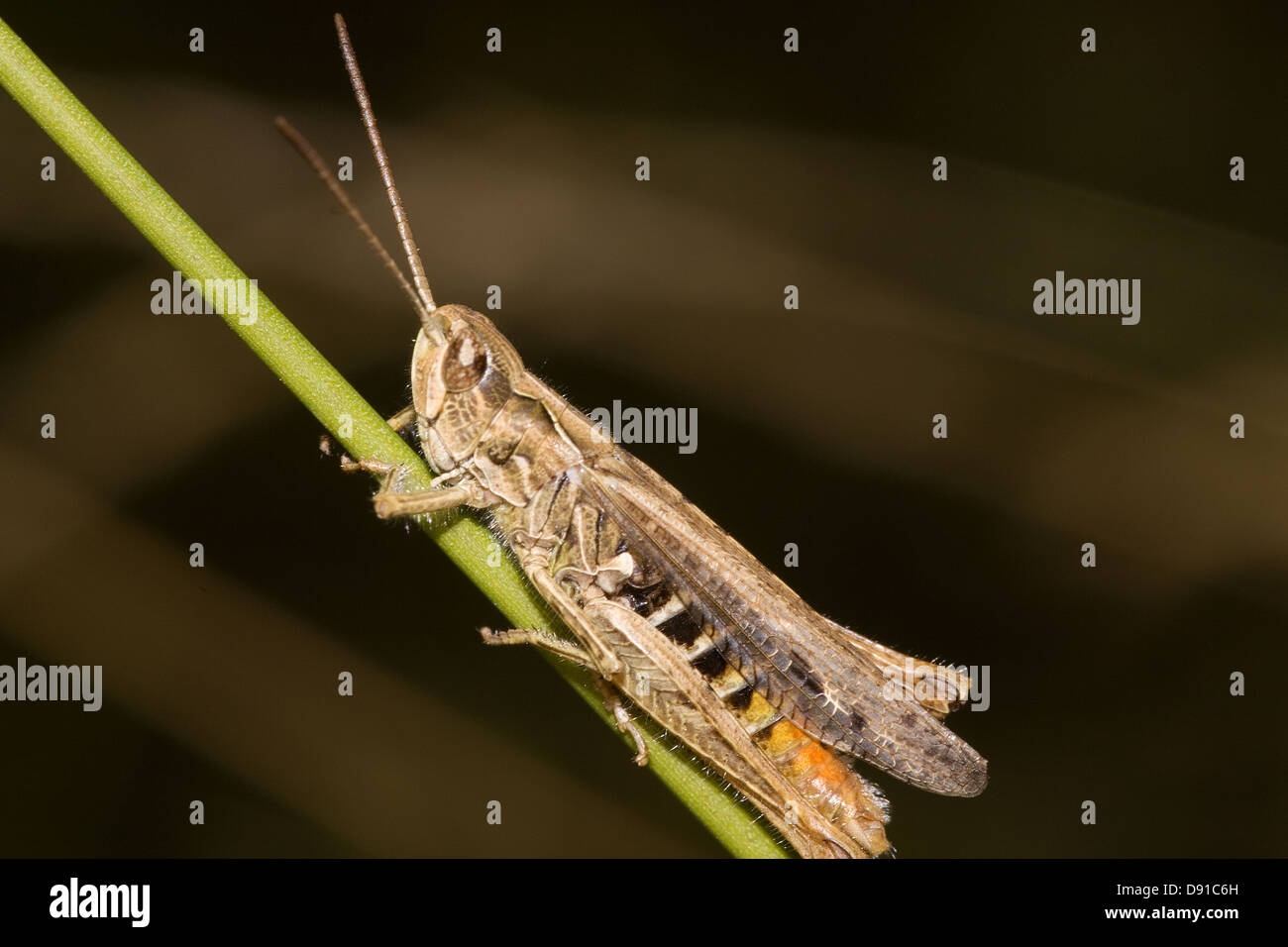 Grande sauterelle sur un brin d'herbe Banque D'Images