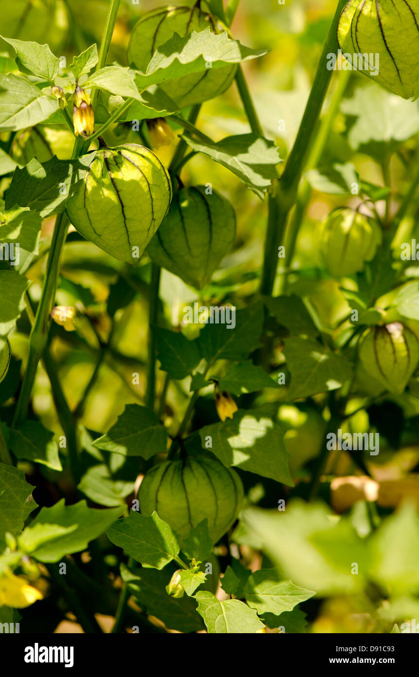 Tomatillo vert, Physalis philadelphica fruits, fleurs des plantes en jardin potager. Banque D'Images