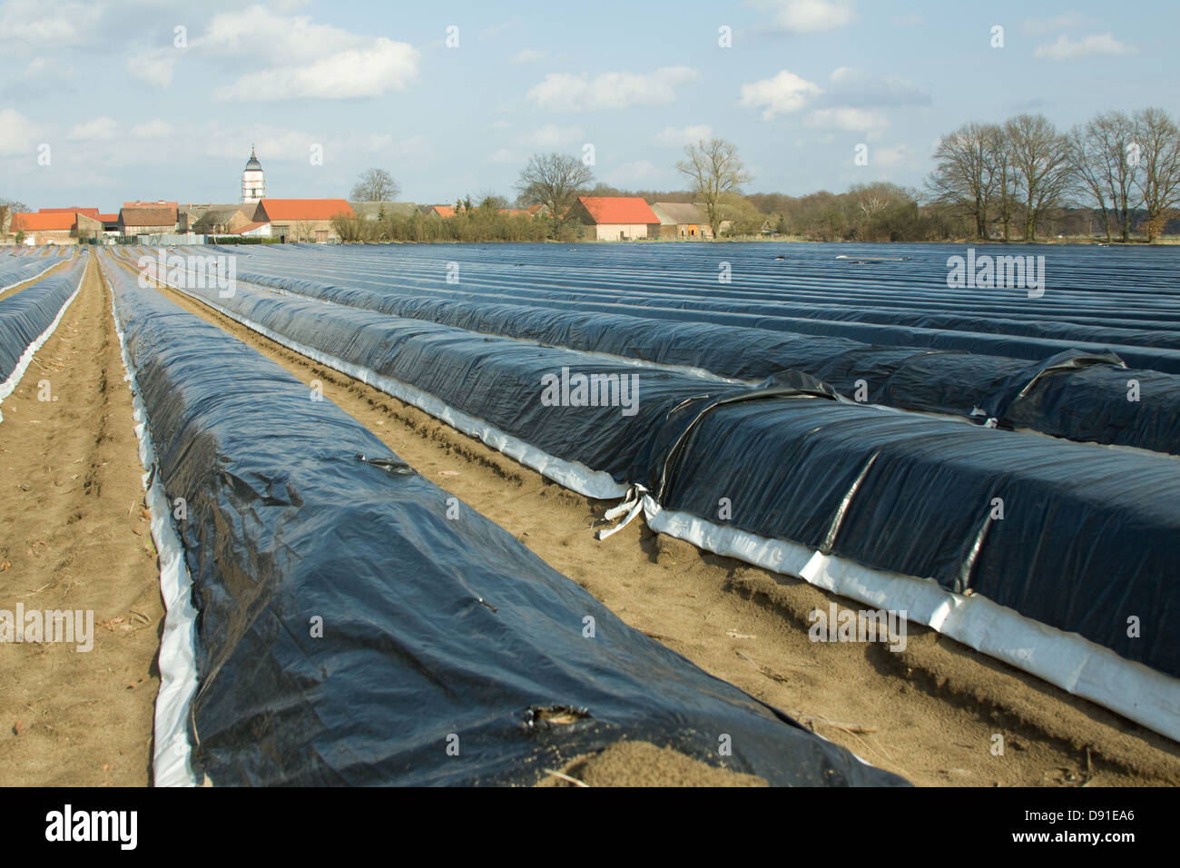 Champ d'asperges couverte d'une feuille de plastique Banque D'Images