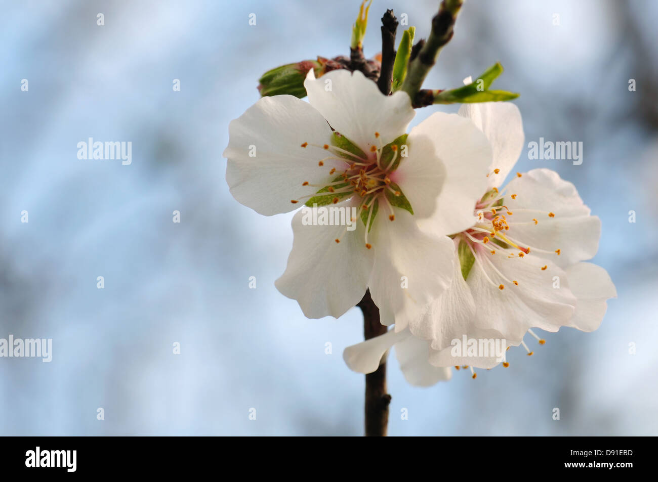 La direction générale de l'amandier en fleurs et bourgeons macro fleurs au printemps. Focus sélectif. Banque D'Images