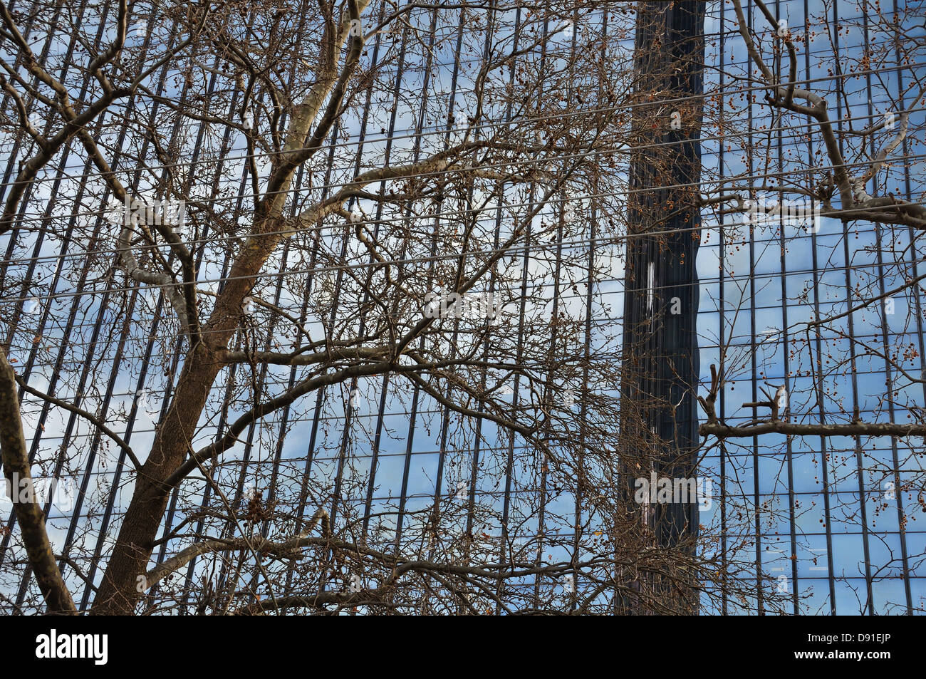 Bâtiment contemporain à la façade de verre et les branches des arbres. Résumé des détails architecturaux. Banque D'Images
