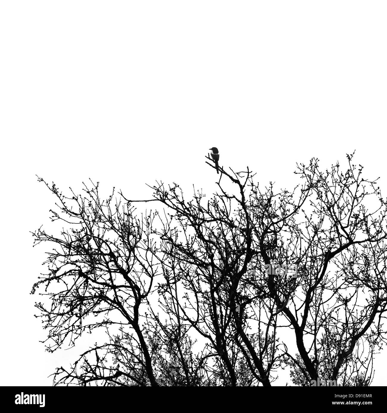 Pica Magpie oiseau perché sur les branches d'arbres d'amande. Noir et blanc. Banque D'Images