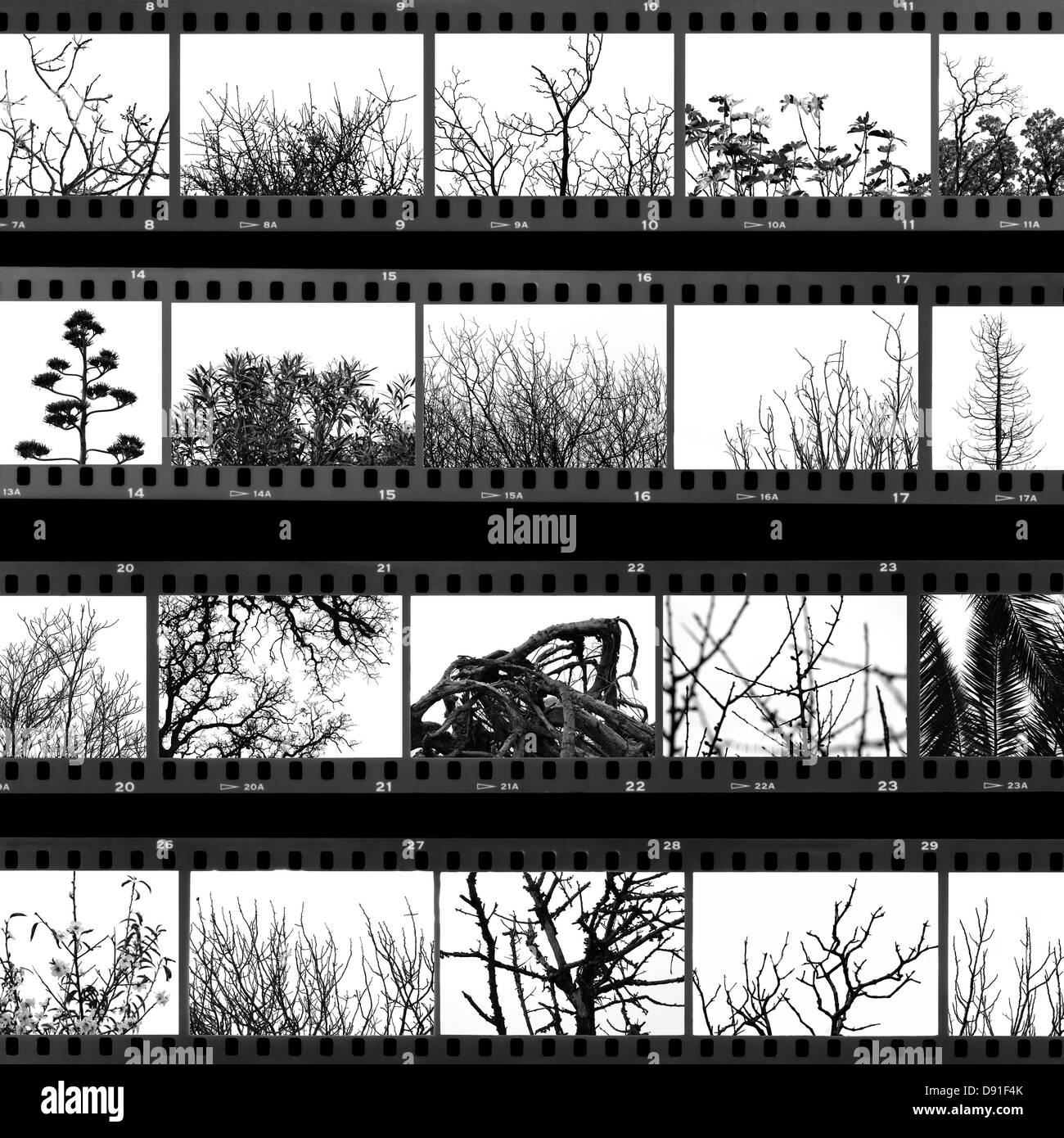 Photos d'arbres et de plantes film proof feuille. Noir et blanc. Banque D'Images