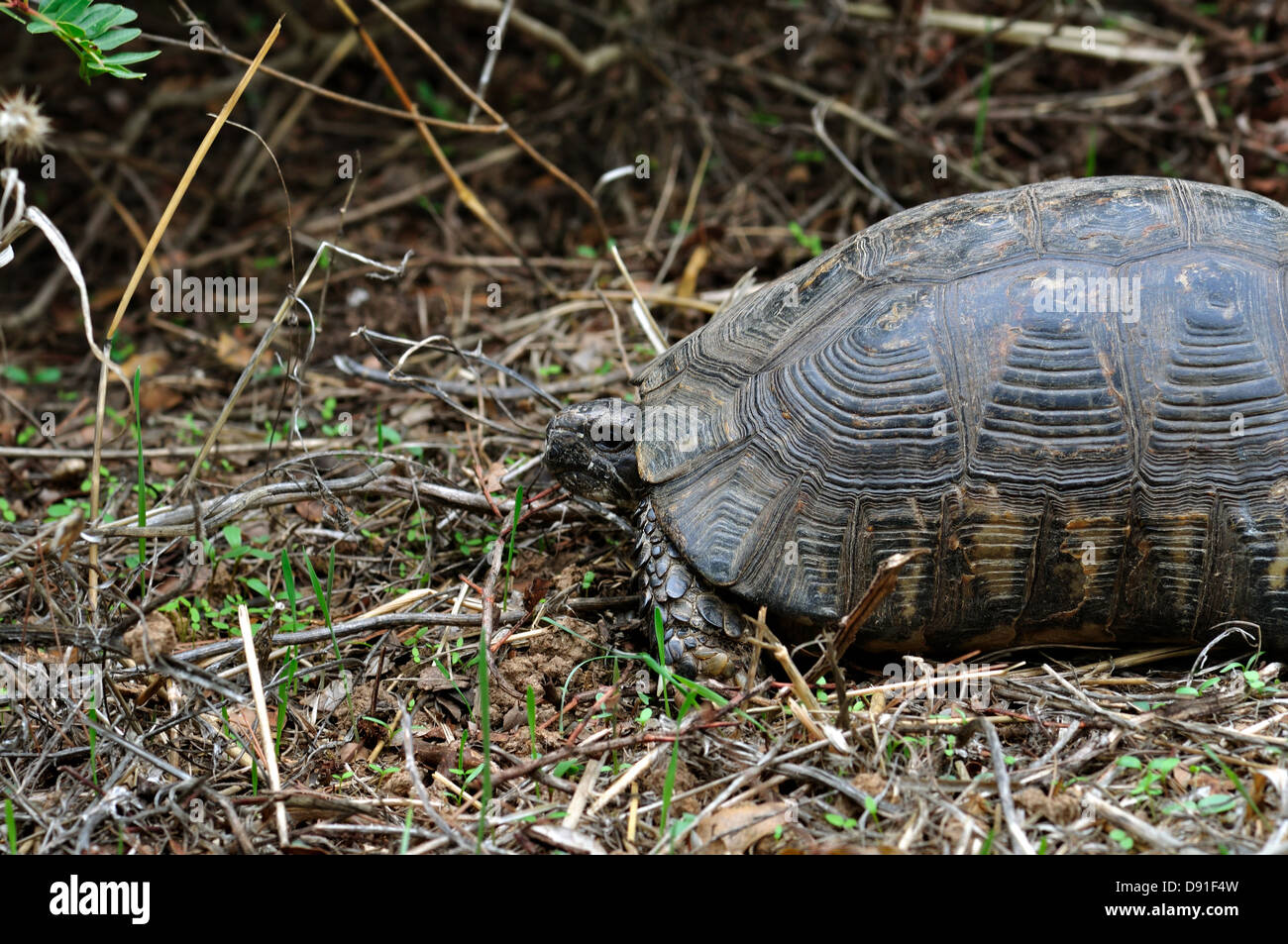 Tortue de forêt en milieu naturel. Contexte L'animal. Banque D'Images