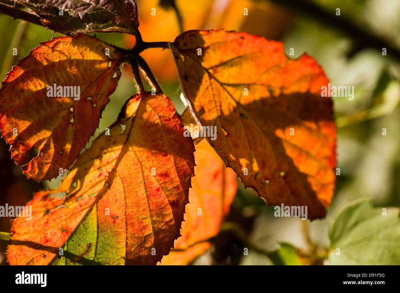 Motif de feuilles d'automne Banque D'Images