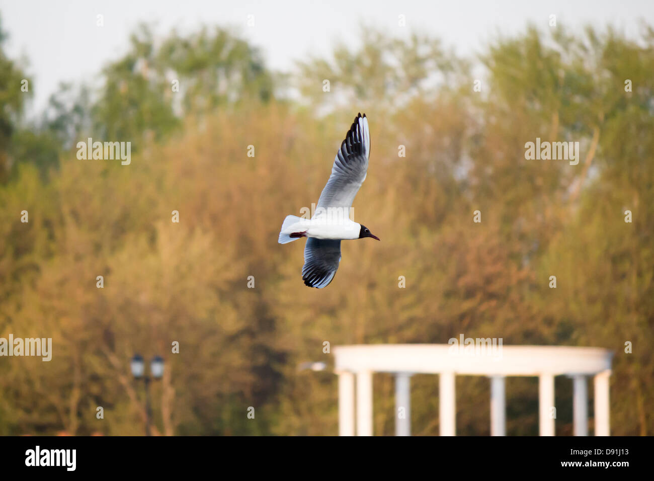 Mouette blanche avec des ailes noires, volant au-dessus de la rivière à la recherche de poisson. Banque D'Images