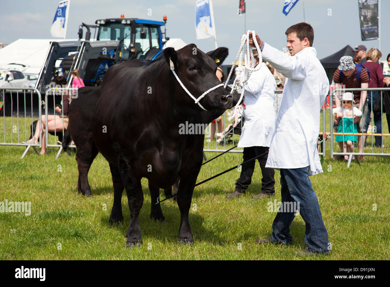 Farnley Tyas, West Yorkshire, Royaume-Uni 8 juin 2013. Le bétail à l'occasion du Salon de l'agriculture. Honley Le salon annuel a lieu le deuxième samedi de juin et est maintenant dans sa 91e année. Credit : Mark Richardson/Alamy Live News Banque D'Images