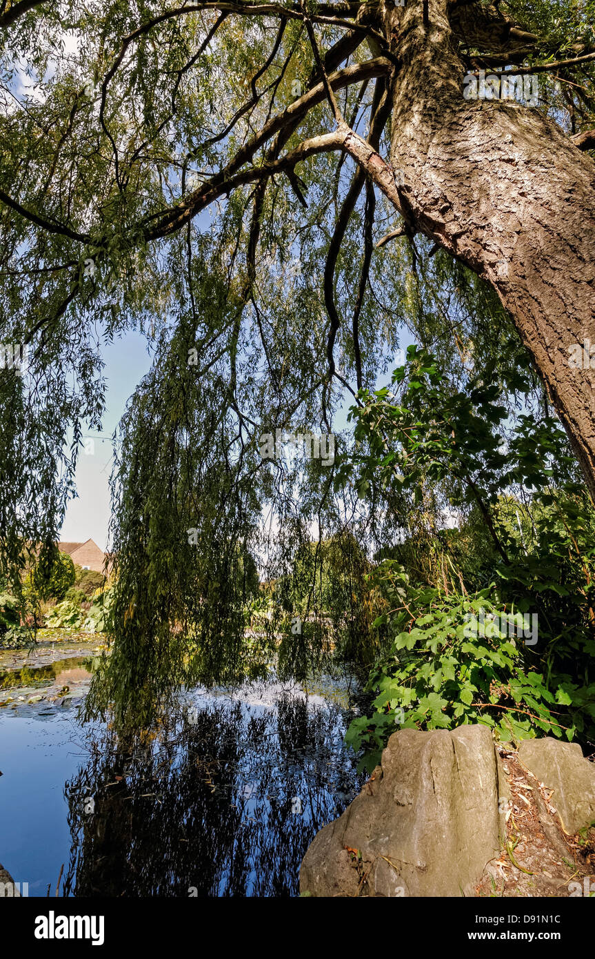 Saule pleureur arbre par l'étang, la rocaille, jardin de rocaille, Preston Park, Brighton, Angleterre, Royaume-Uni Banque D'Images