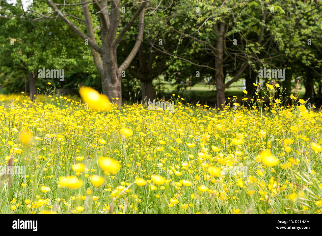 London, UK Hampstead Heath. Renoncule jaune, se balançant dans la brise sur un jour d'été. Photo © Rena Pearl Banque D'Images