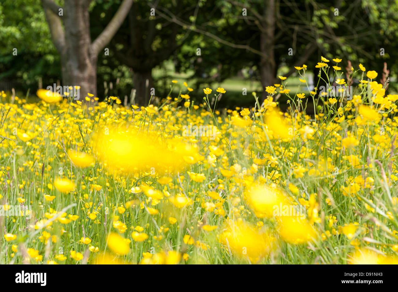 London, UK Hampstead Heath. Renoncule jaune, se balançant dans la brise sur un jour d'été. Photo © Rena Pearl Banque D'Images