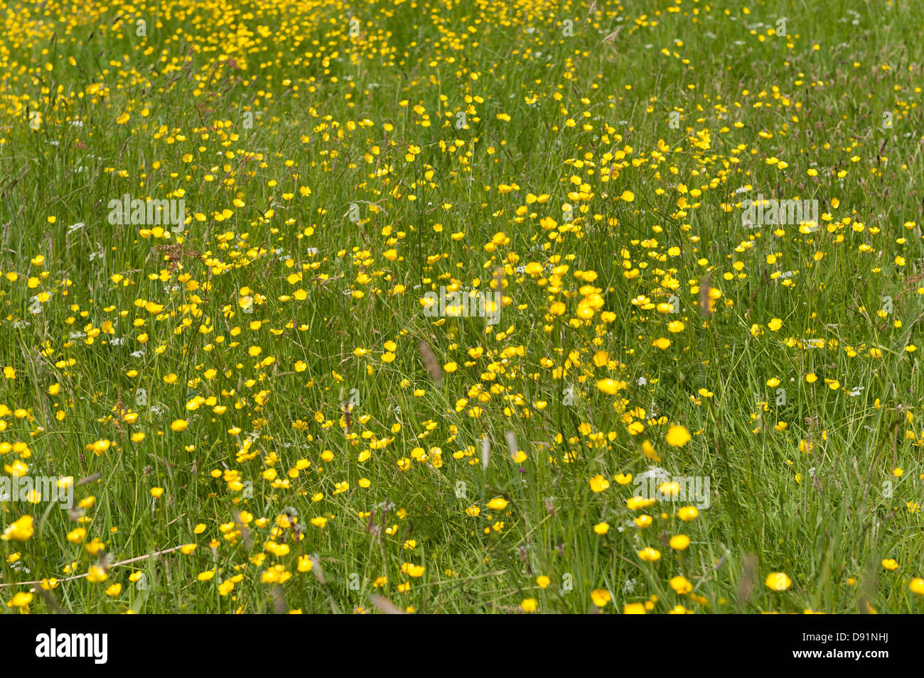 London, UK Hampstead Heath. Renoncule jaune, se balançant dans la brise sur un jour d'été. Photo © Rena Pearl Banque D'Images