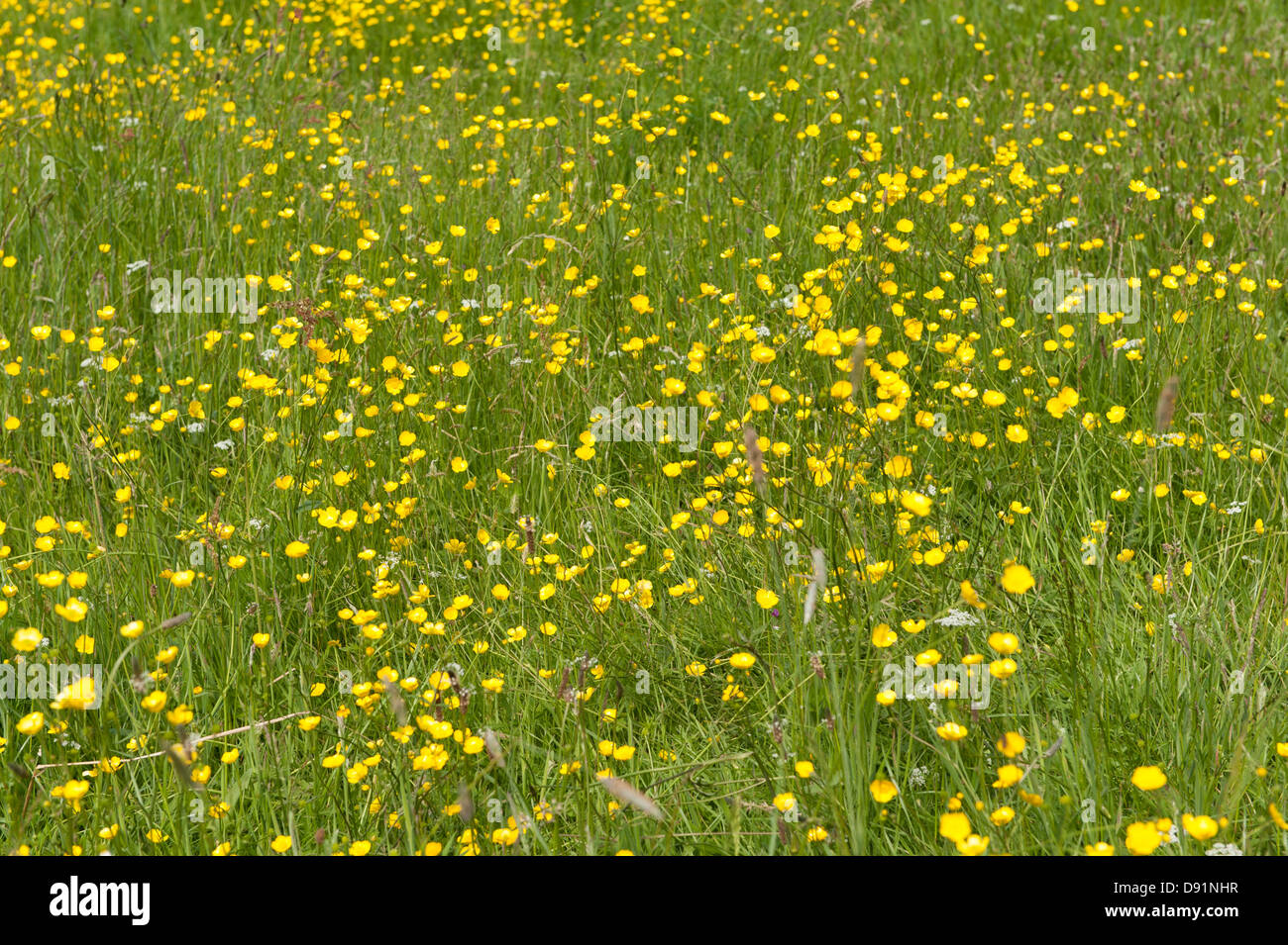 London, UK Hampstead Heath. Renoncule jaune, se balançant dans la brise sur un jour d'été. Photo © Rena Pearl Banque D'Images