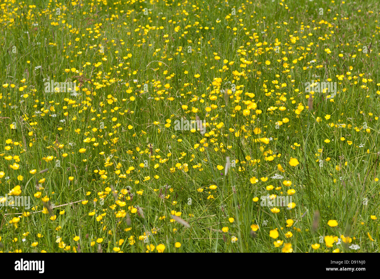 London, UK Hampstead Heath. Renoncule jaune, se balançant dans la brise sur un jour d'été. Photo © Rena Pearl Banque D'Images