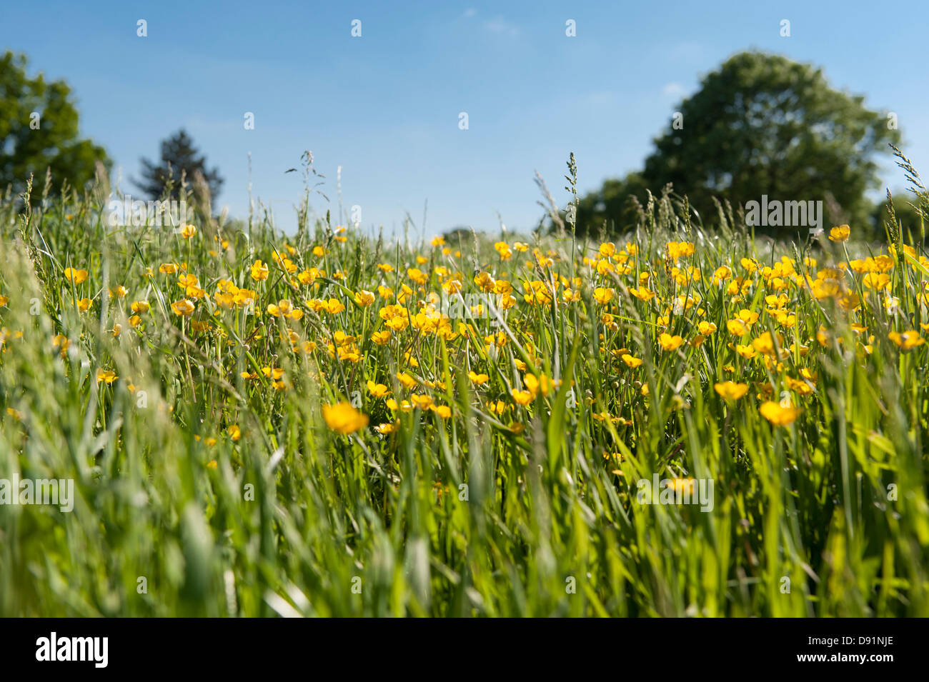 London, UK Hampstead Heath. Renoncule jaune, se balançant dans la brise sur un jour d'été. Photo © Rena Pearl Banque D'Images