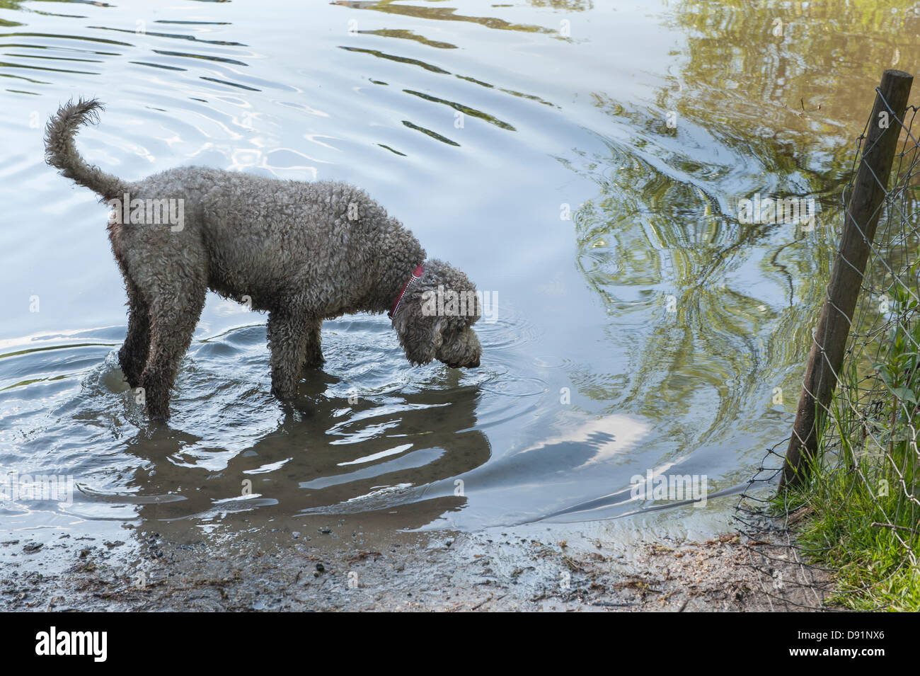 London UK, Hampstead Heath. 8 juin 2013. Les chiens se rafraîchir dans l'étang de Hampstead Heath après une chaude journée. Credit : Rena Pearl/Alamy Live News Banque D'Images