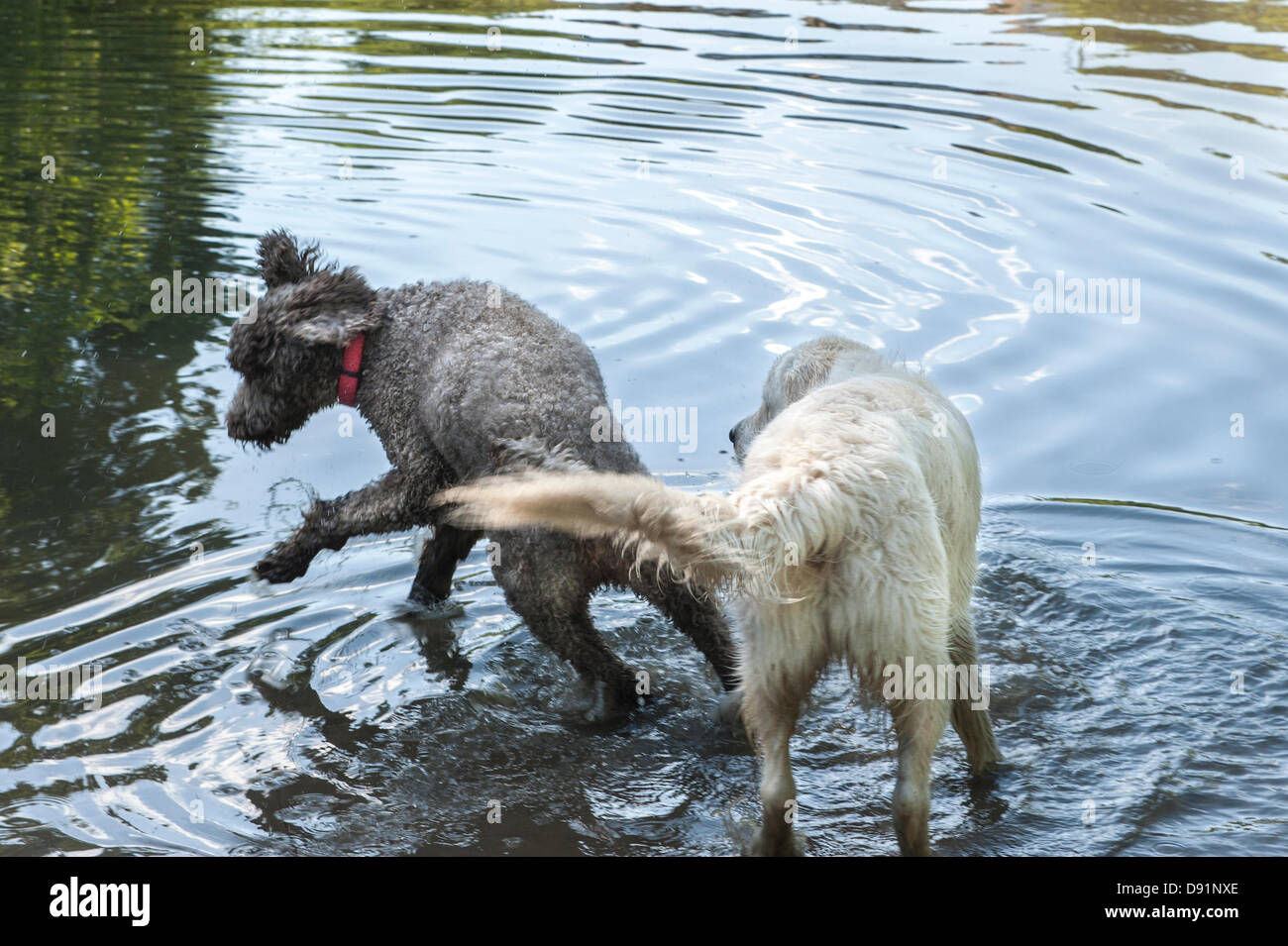 London UK, Hampstead Heath. 8 juin 2013. Les chiens se rafraîchir dans l'étang de Hampstead Heath après une chaude journée. Credit : Rena Pearl/Alamy Live News Banque D'Images