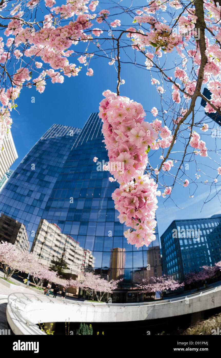 Sakura en fleurs sur fond de gratte-ciel du quartier de La Défense Banque D'Images