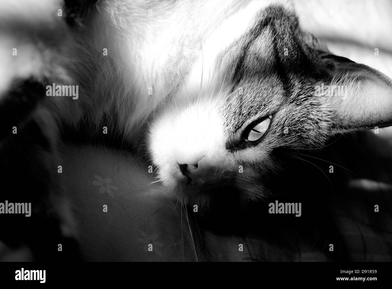 Une image en noir et blanc d'un chat dans l'ombre. Une image artistique d'un animal domestique. Banque D'Images