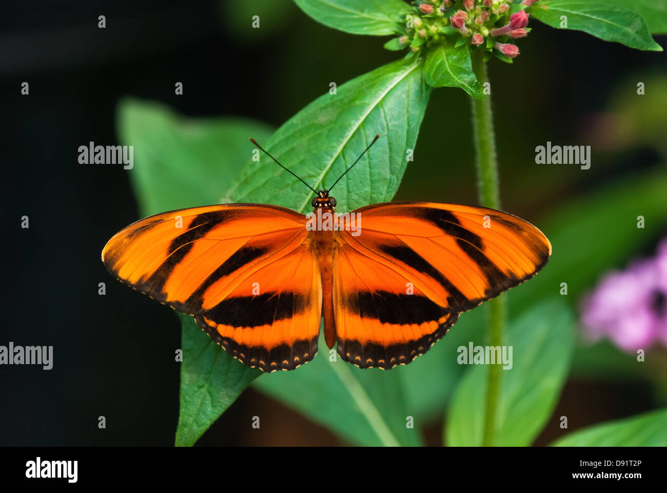 Papillon Orange bagués (Dryadula phaetusa) perché sur une feuille. Vue dorsale. Banque D'Images